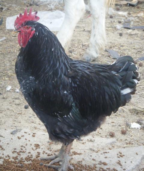 51183_albert.jpg