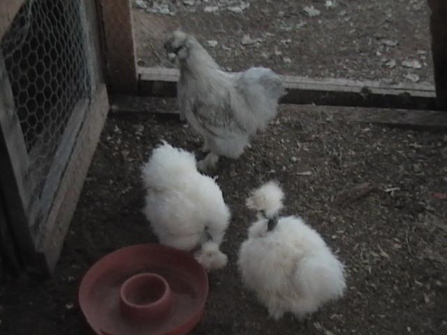 51220_my_new_chicks_043.jpg