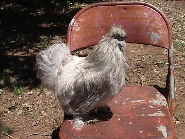 51220_silkies_013.jpg