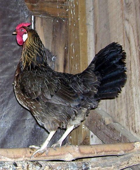 51260_20080924_marykatechicken.jpg