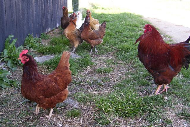51260_20100327_tallgrassflock.jpg