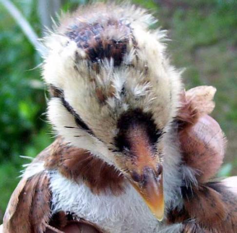 51260_20100623_partridge-chanteca.jpg