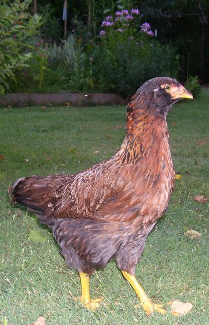 51260_20100805_chantecanahen.jpg