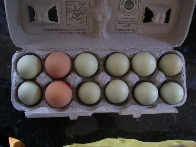 51260_20110204_chantecanachickenseggs_008.jpg