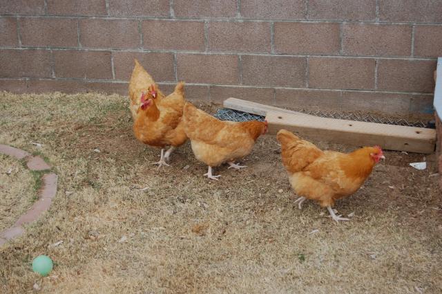 51263_hens_007.jpg