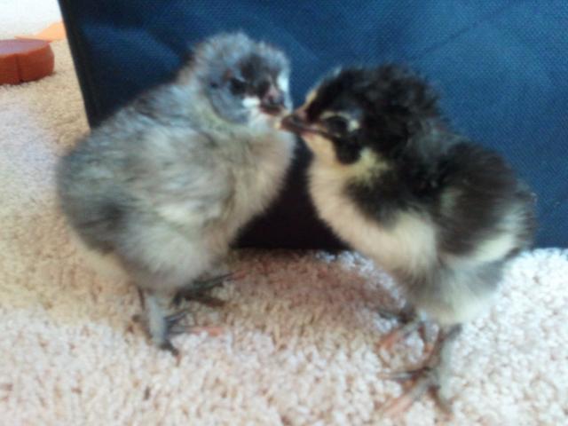 51279_new_babies_1.jpg