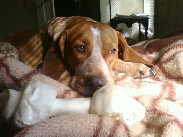 51283_jasper_3.jpg