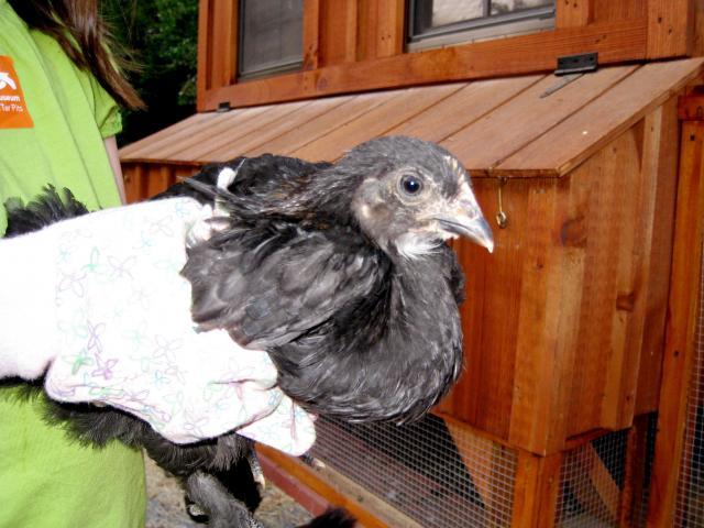 51356_5w_pullet_held.jpg