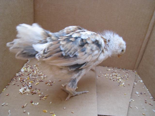 51356_7-5-10_am_beak_roo_right_view.jpg