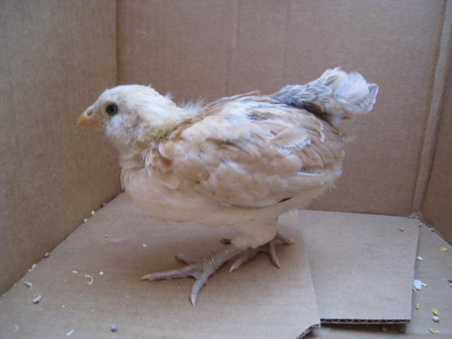 51356_7-5-10_am_pullet_awry_left_view.jpg