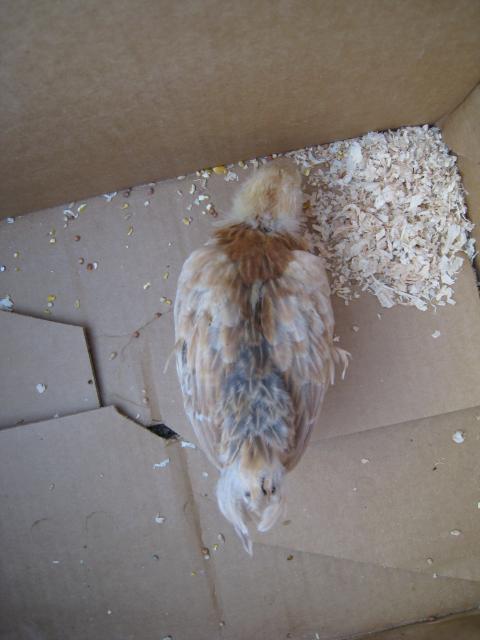 51356_7-5-10_am_pullet_awry_top_view.jpg