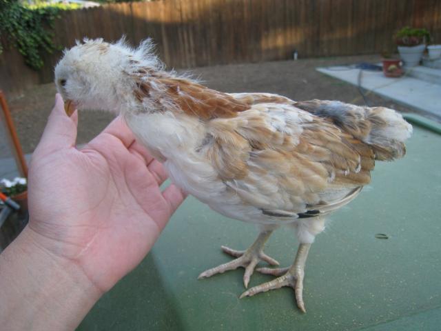 51356_7-5-10_am_pullet_best_on_green_can.jpg
