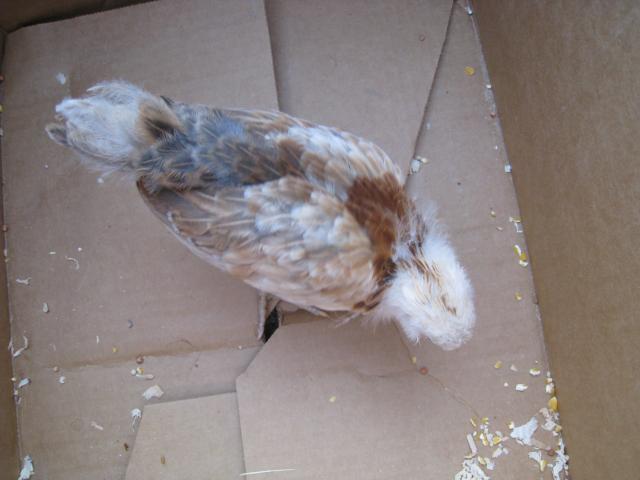 51356_7-5-10_am_pullet_best_top_view.jpg