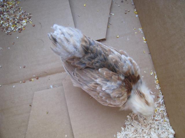 51356_7-5-10_am_pullet_toe_top_view.jpg