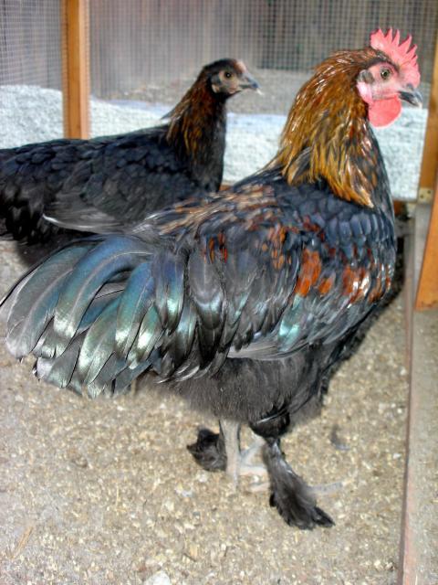 51356_8-14-10_bcm_cockerel_and_pullet.jpg