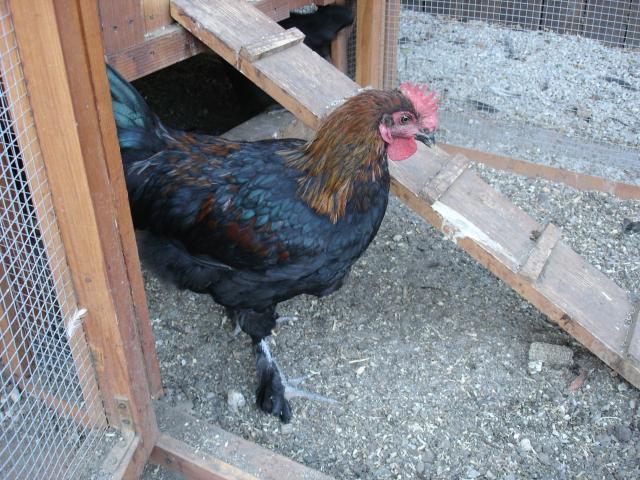 51356_8-14-10_cockerel_p2.jpg