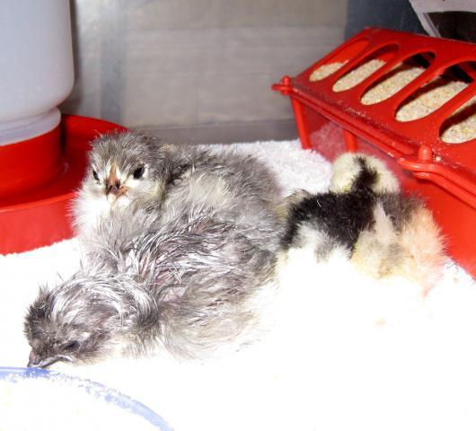51356_blue_marans_less_than_1_day.jpg