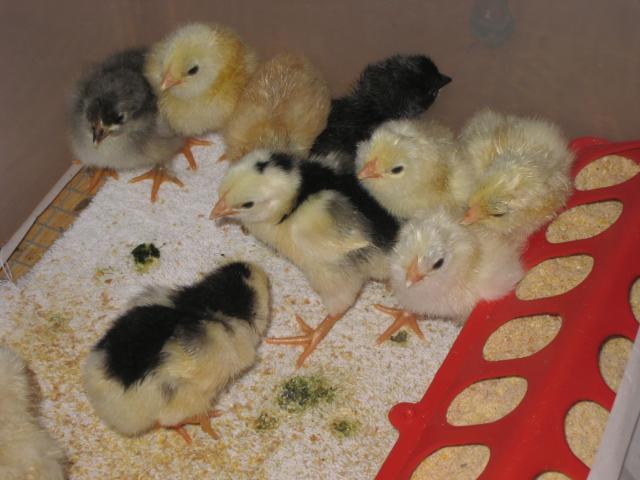 51356_brooder_day_1.jpg