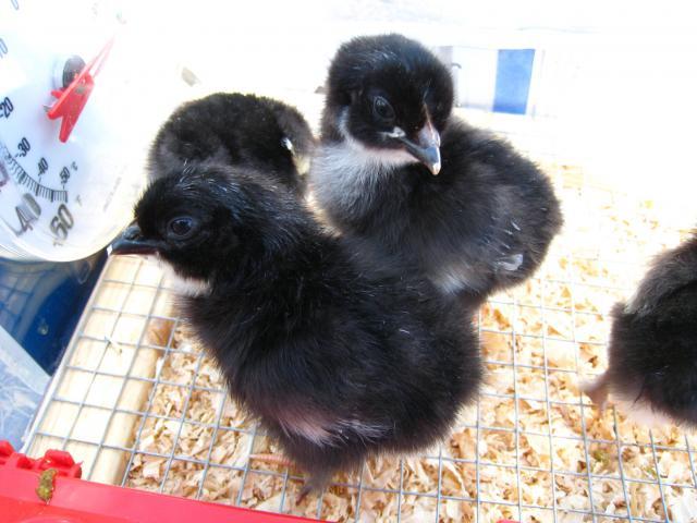 51356_day_2_brooder_outside.jpg