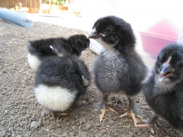 51356_day_2_feathered_feet.jpg