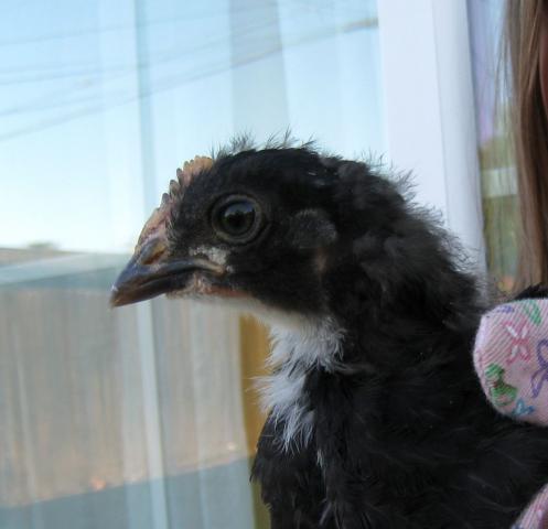 51356_pullet_with_lighter_eye.jpg