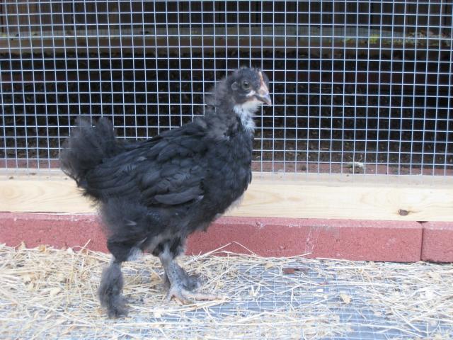 51356_second_pullet_with_lighter_eyes.jpg