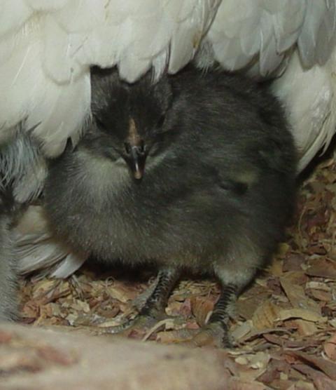51370_chick_4.jpg