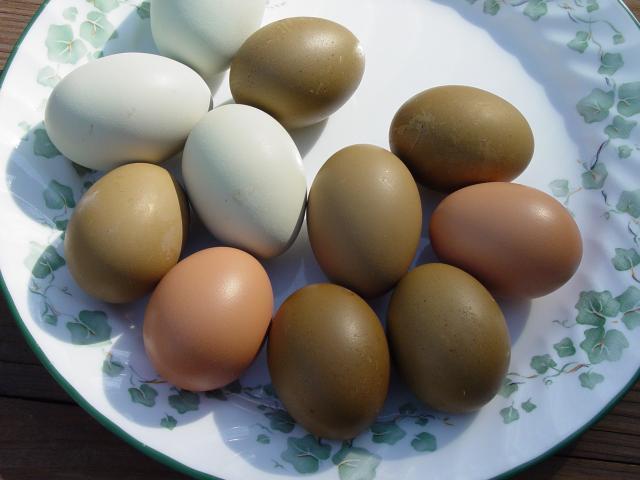 51370_green_eggs_and_ham.jpg