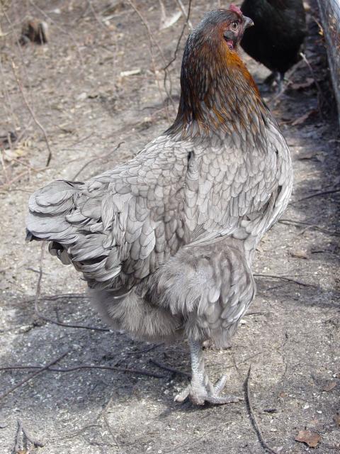 51370_puffy.jpg