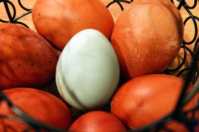 51390_first_ameraucana_egg_02.jpg