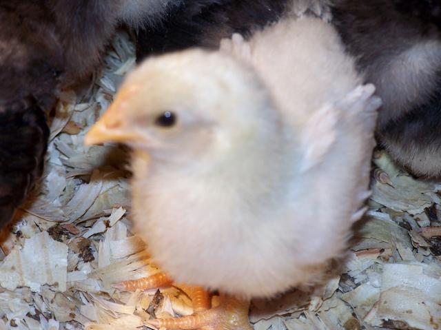 51397_chicks_and_craiglist_march_004.jpg