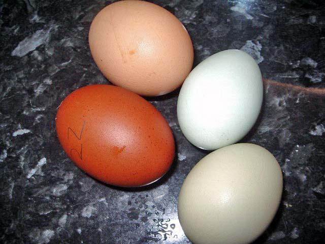 51404_eggsfromallhensmar10.jpg