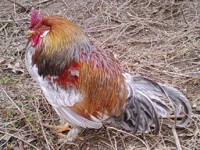 51410_rooster.jpeg