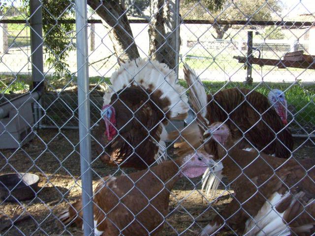 51426_100_1536.jpg
