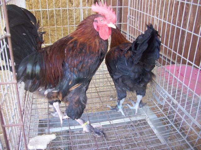 51426_100_2426.jpg