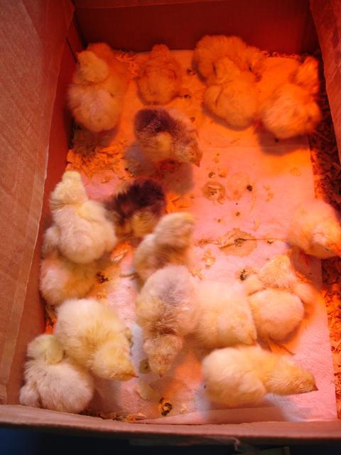 51471_sarah_and_chicks_020.jpg