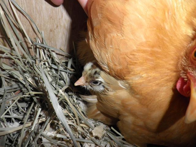 51484_chicks_001.jpg