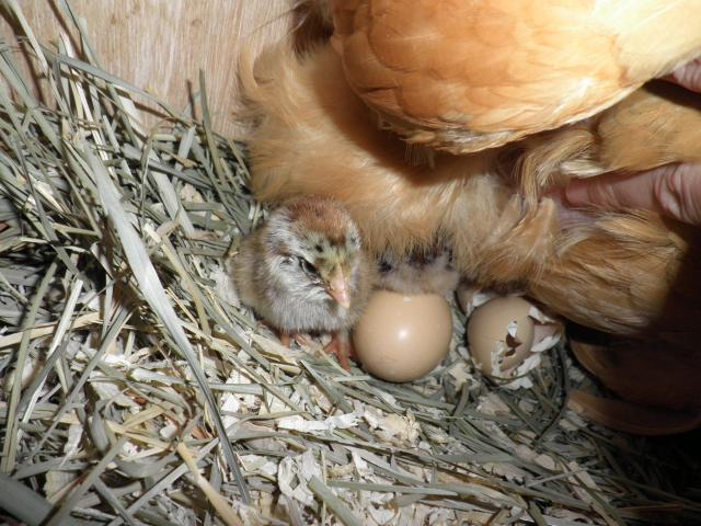 51484_chicks_002.jpg