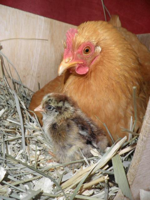 51484_chicks_004.jpg