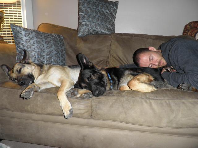 51484_dogs_and_boy_nap.jpg