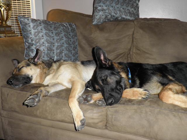51484_eva_odin_cuddling_asleep.jpg
