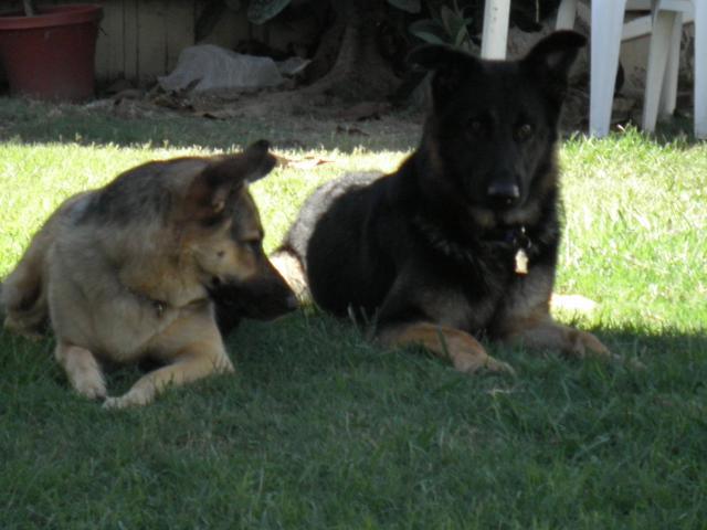 51484_more_dog_pics_023.jpg