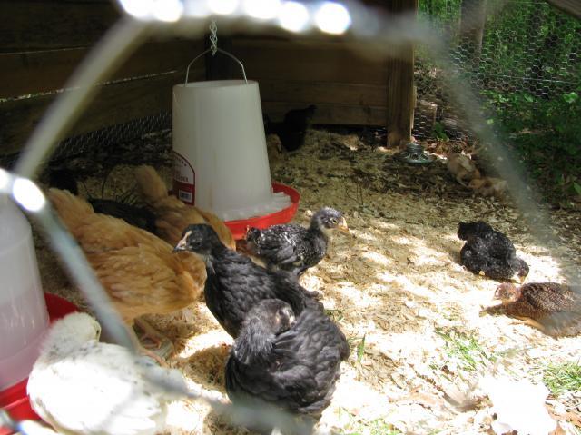 51517_chicken_coop_022.jpg
