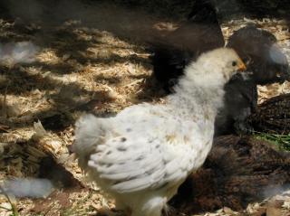 51517_chicken_coop_024.jpg