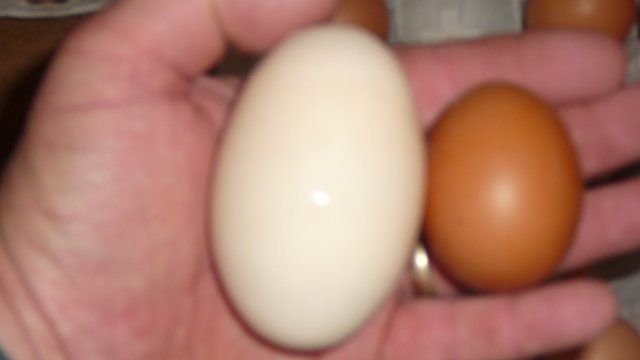5151_egg_pic_008.jpg