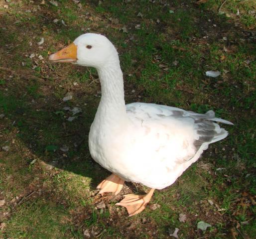 51523_archie_9-10-11.jpg