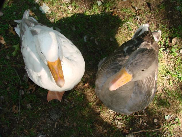51523_archie_and_millie_9-10-11.jpg