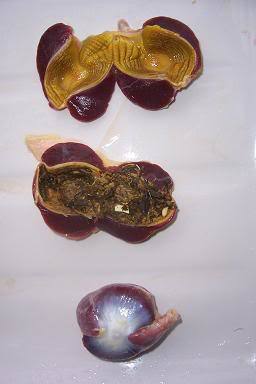 51523_chicken_gizzard.jpg