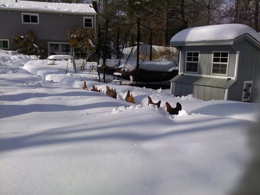 51523_chickens_single_file_in_snow_1.jpg