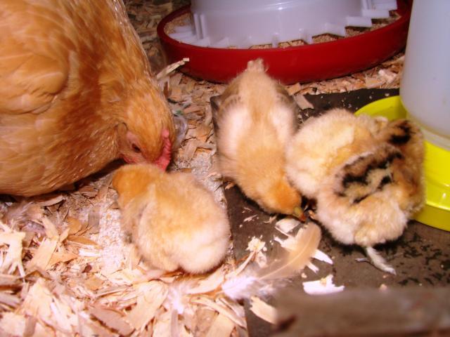 51523_chicklet_and_babies_9-22-11.jpg